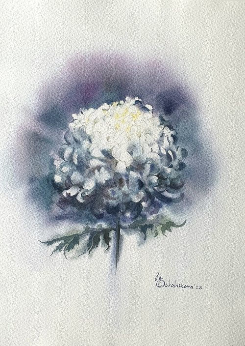 Chrysanthemum by Natasha Sokolnikova