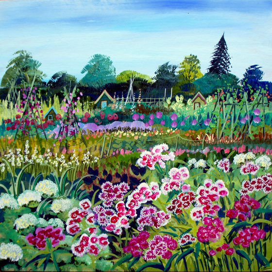 Sweet William at the Allotments