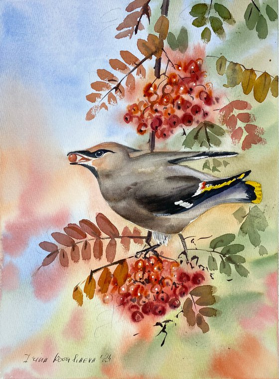 Waxwing on Rowan Branch