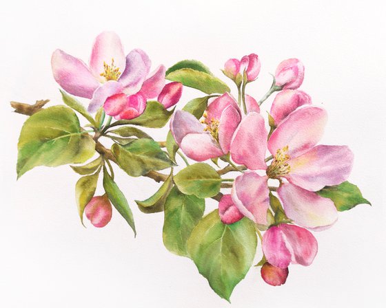 Apple bloosom, watercolor flowers, spring floral painting