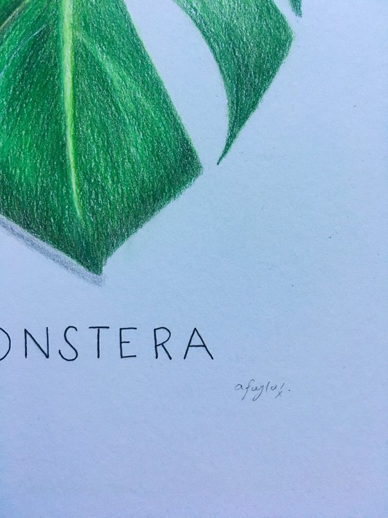 Monstera Leaf Drawing