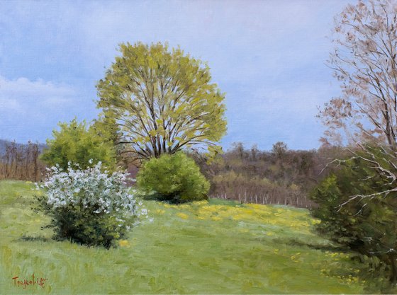 Meadow on the Hill in Spring