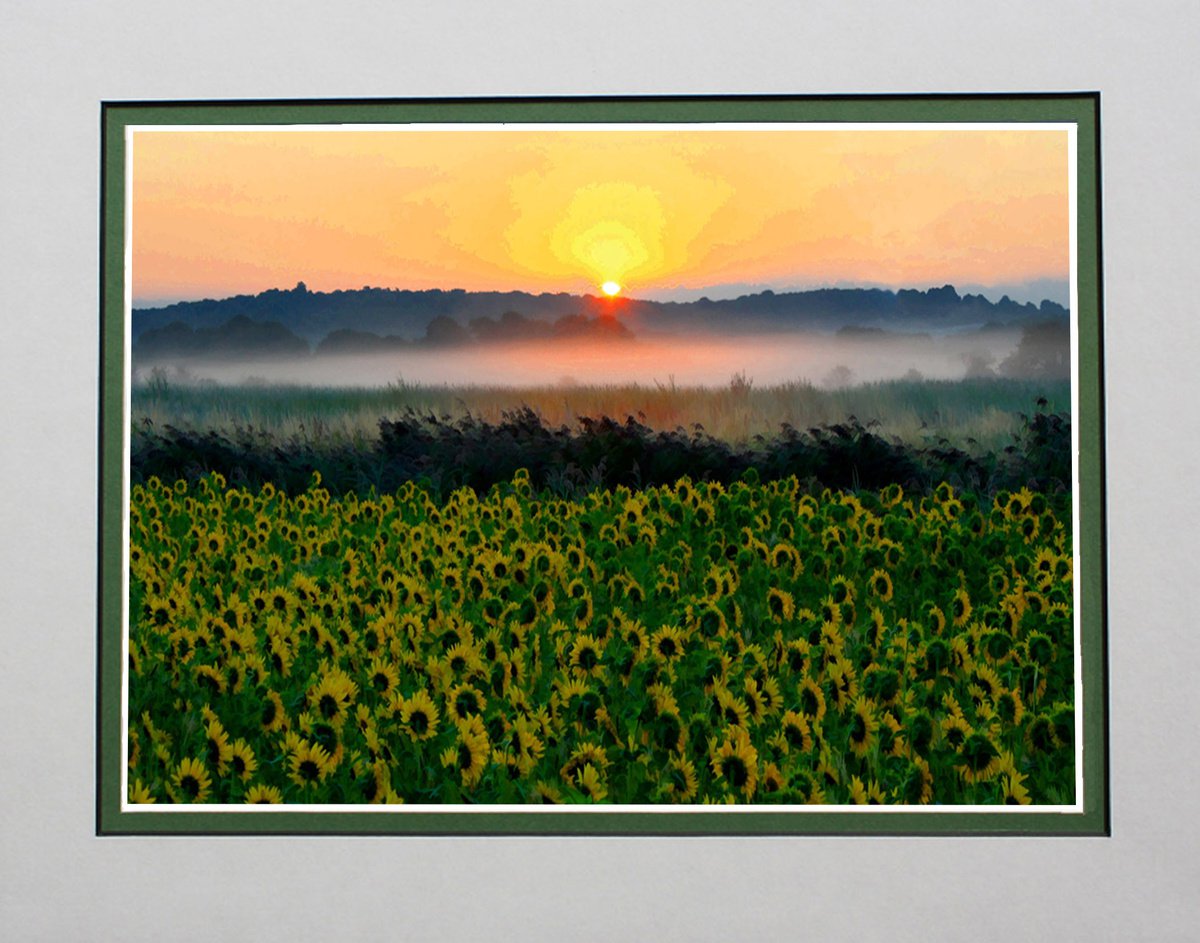 Sunflowers at Sunrise by Robin Clarke