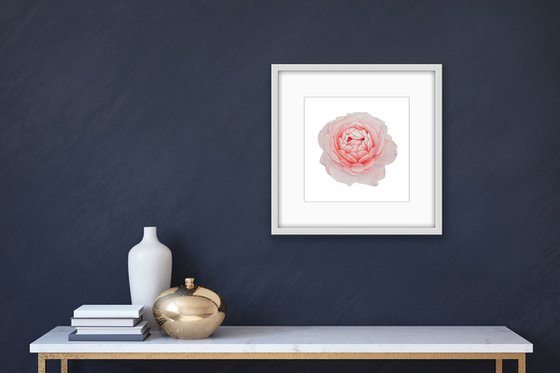 A rose of a delicate pink colour. Original watercolor artwork.