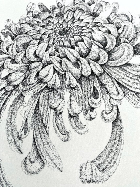 Chrysanthemum flower