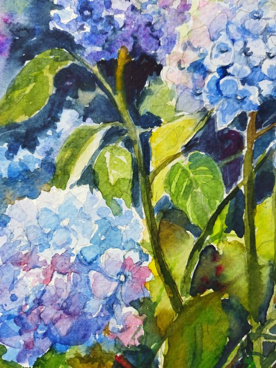 Hydrangeas flowers