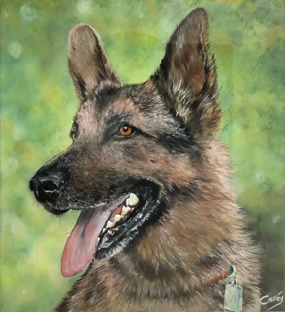 German Shepard Dog