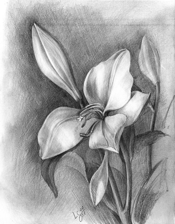 Lily, bud and wilted flower, pencil drawing.