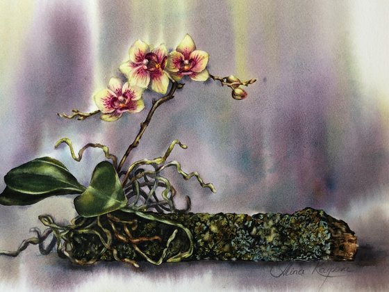 Orchid