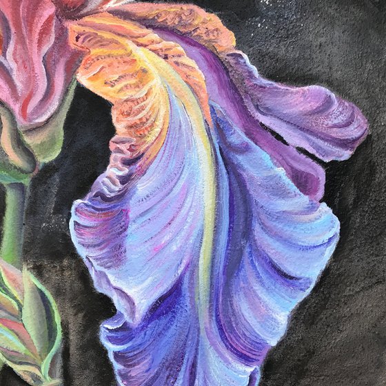 Flaming Irises