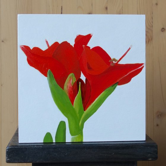 Red Amaryllis