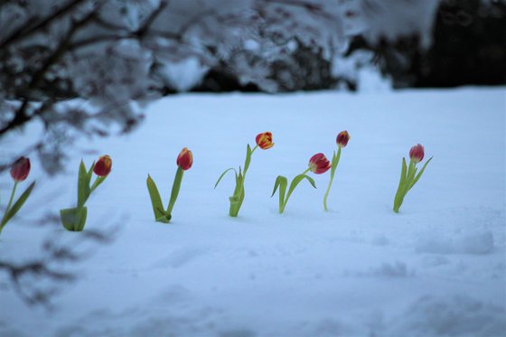 TULIPS SNOW SURVIVAL