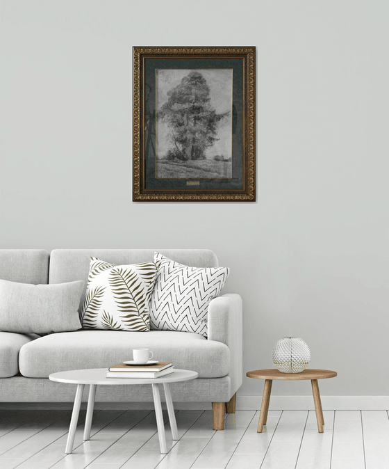 Pine and Spruce