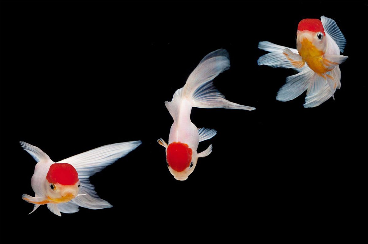 Photorealistic Animal Photograph By Michael Filonow, 38 X 26", Goldfish 3, Original Artwork