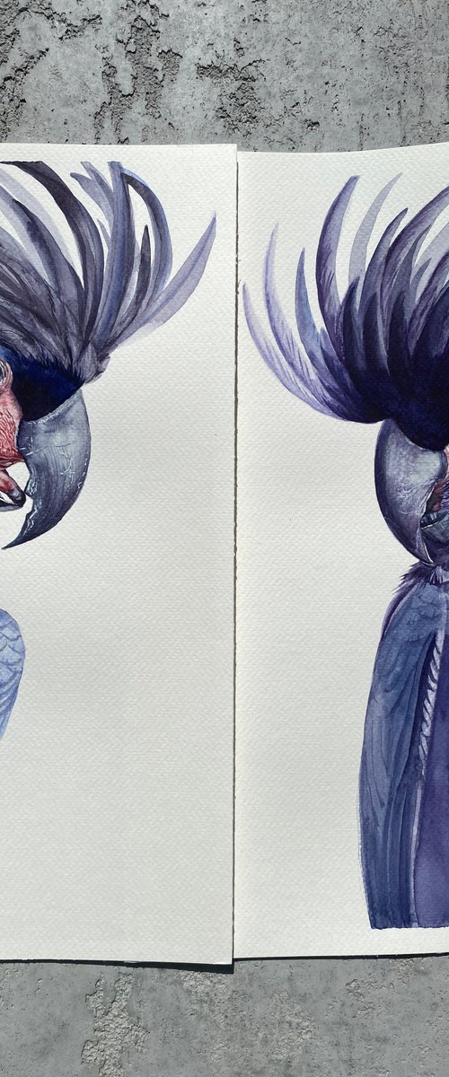 The Negotiation, black palm cockatoo by Tetiana Savchenko