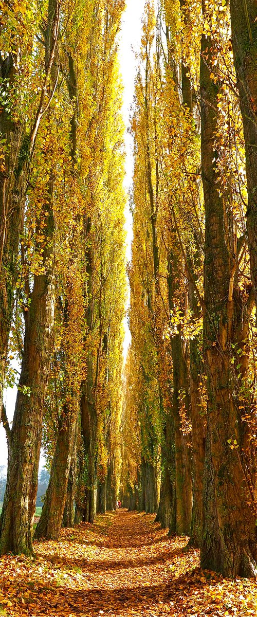 Poplar Avenue by Alex Cassels