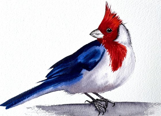 Red-cowled cardinal Paroaria