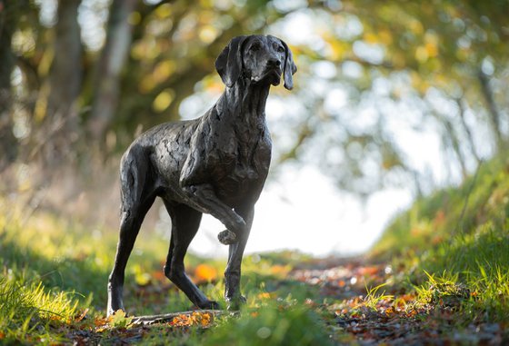 Pointing Weimaraner BR