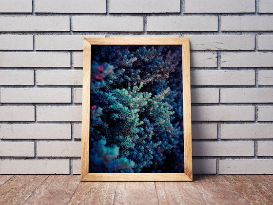 Spring | Limited Edition Fine Art Print 1 of 10 | 50 x 75 cm