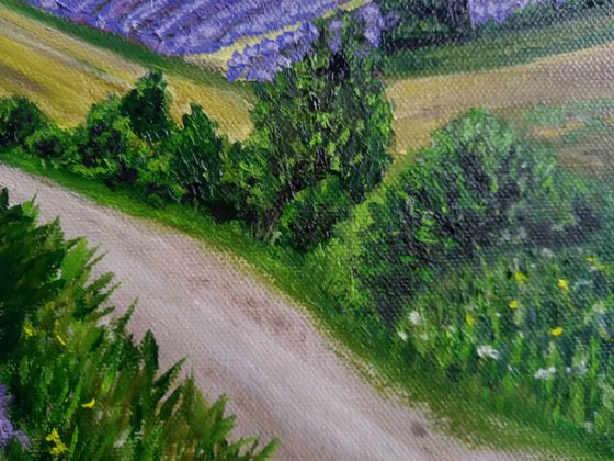 Lavender Fields