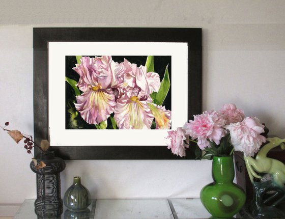 pink irises watercolor floral