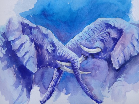 elephant 29