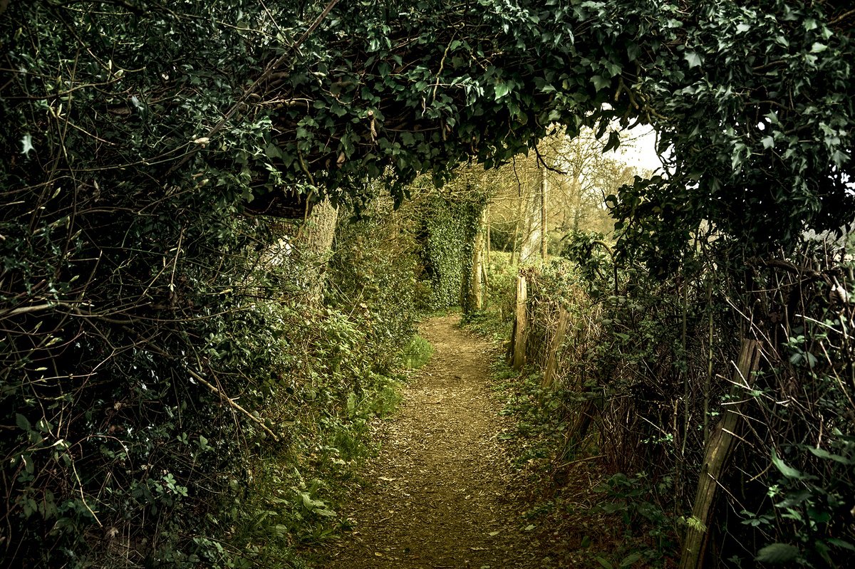 Photorealistic Photograph , The Path To Hawkhurst By Adam Regan, 24 X 16, Artwork For Sale On Artfinder