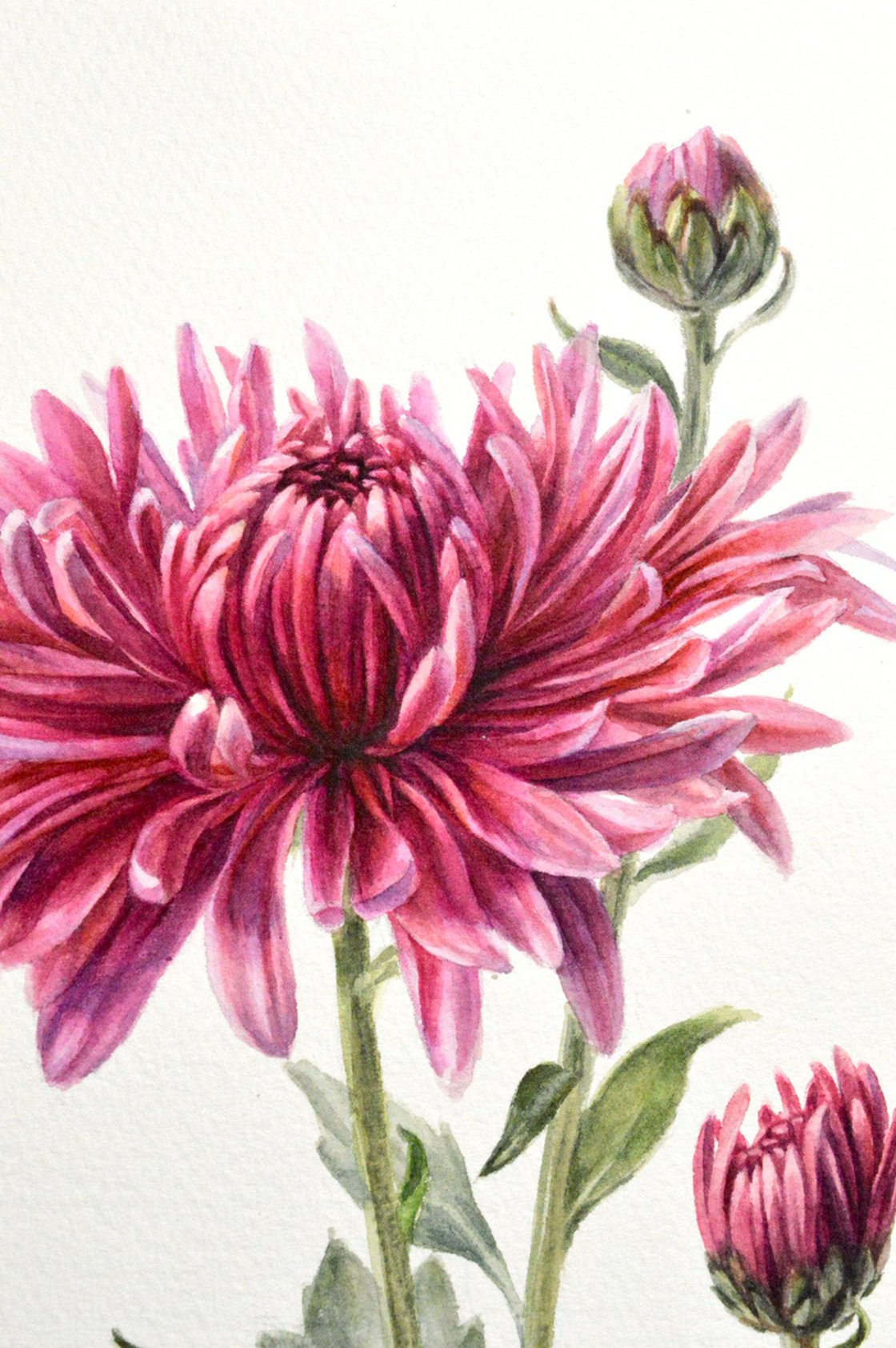 Chrysanthemum Watercolor Sketchbook Handbook Travel Journal Watercolor  Painting Watercolor Paper 