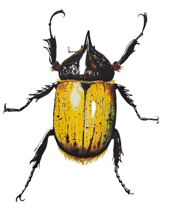 The red-eyed Hercules. Beetle. Acorn