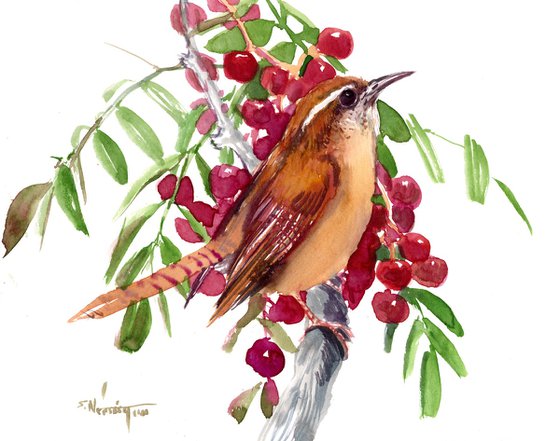 Carolina Wren