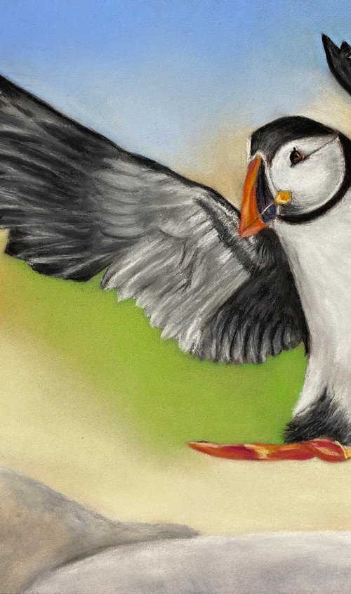 Puffin …. Coming in to land by Maxine Taylor