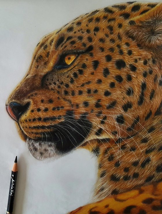 Leopard portrait