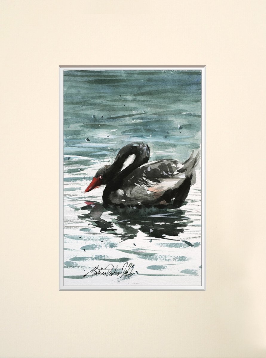 Reflected Black Swan on lake, original watercolour painting. by Marin Victor