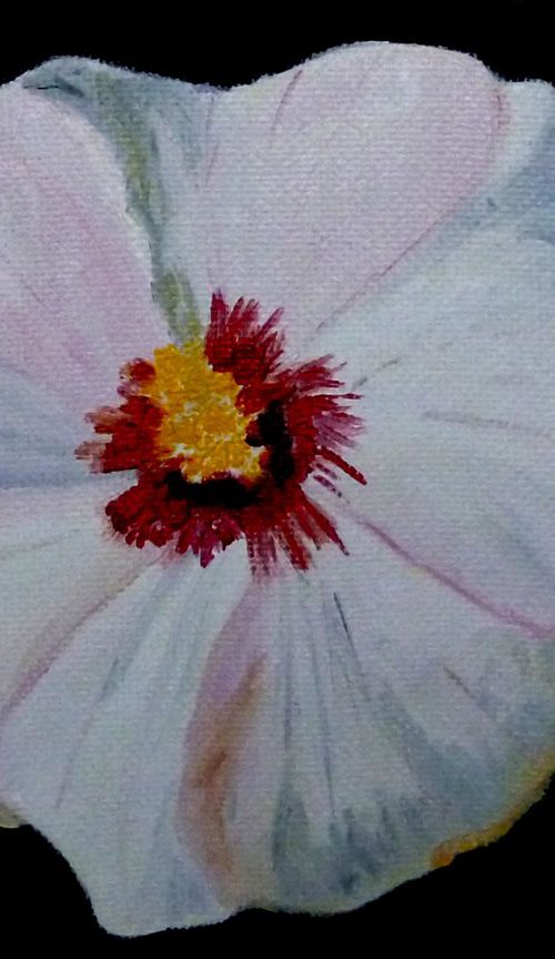 Hibiscus 2 by Maddalena Pacini