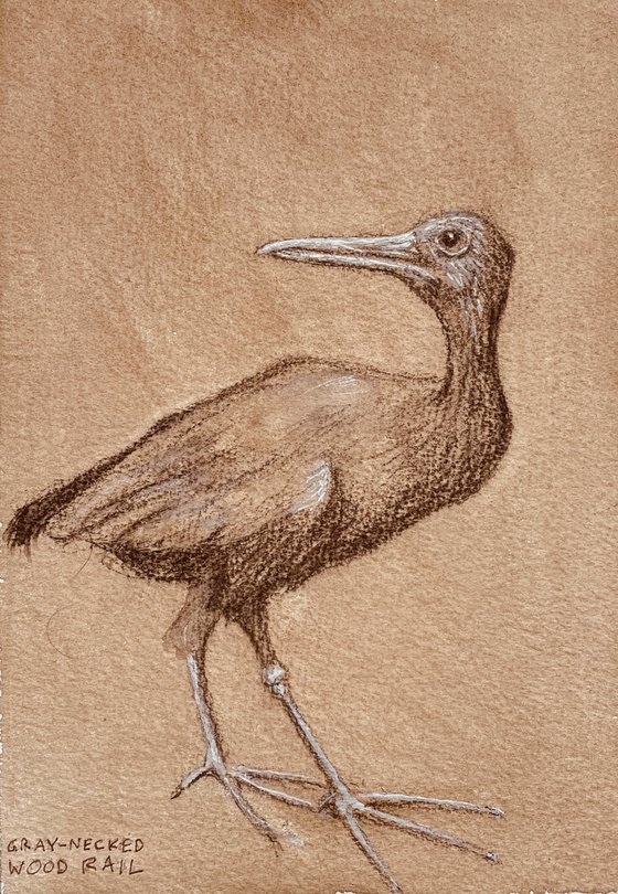 Gray-Necked Rail – bird drawing