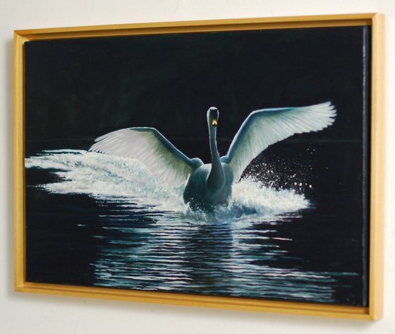 A Mute Swan Landing