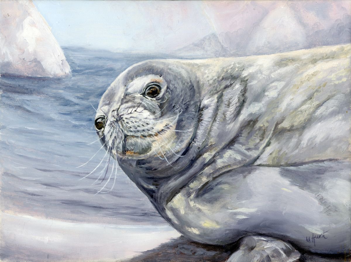 Weddell Seal Antarctica by Una Hurst
