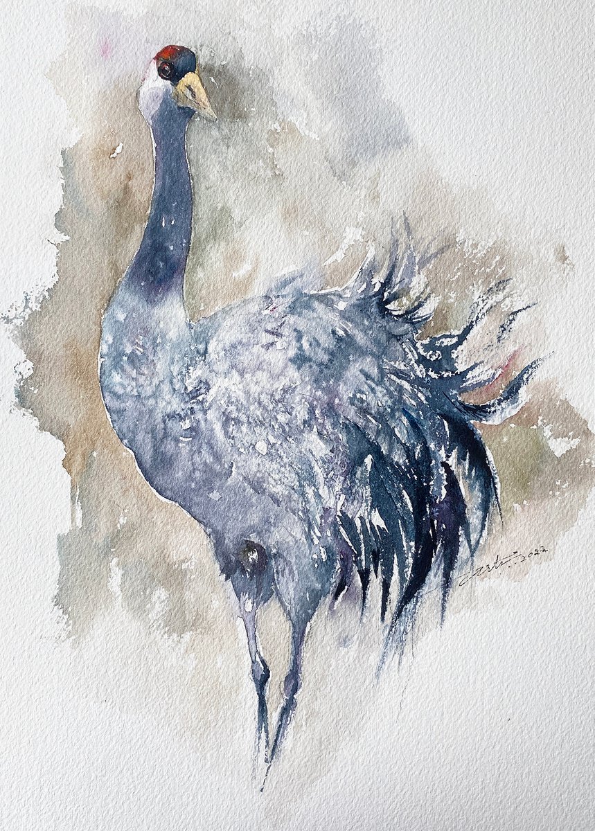 Truffles_Common Crane by Arti Chauhan