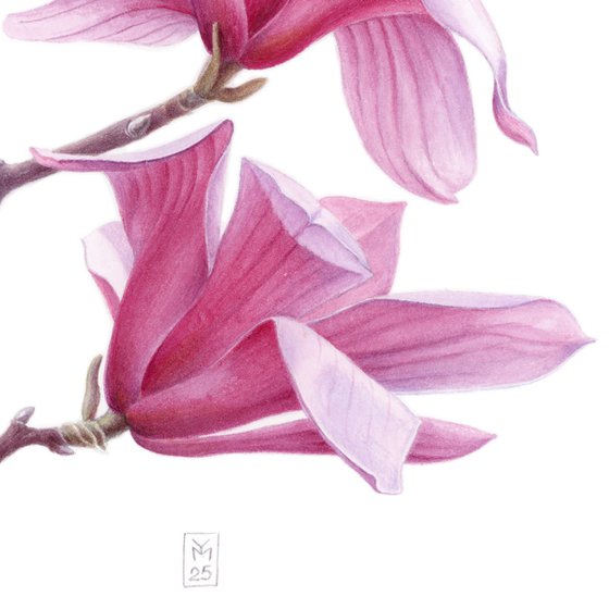 Magnolia. Right