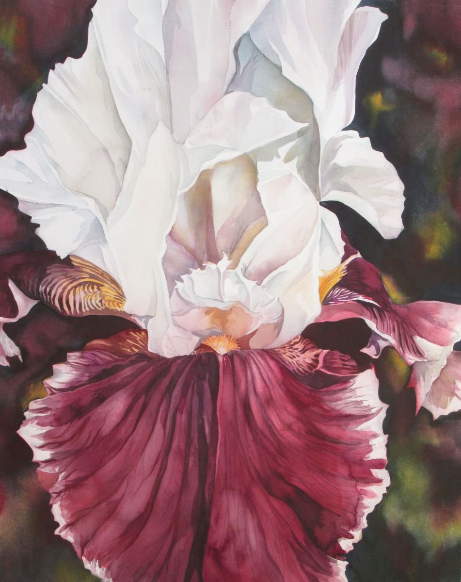 regal iris Watercolour by Alfred Ng | Artfinder