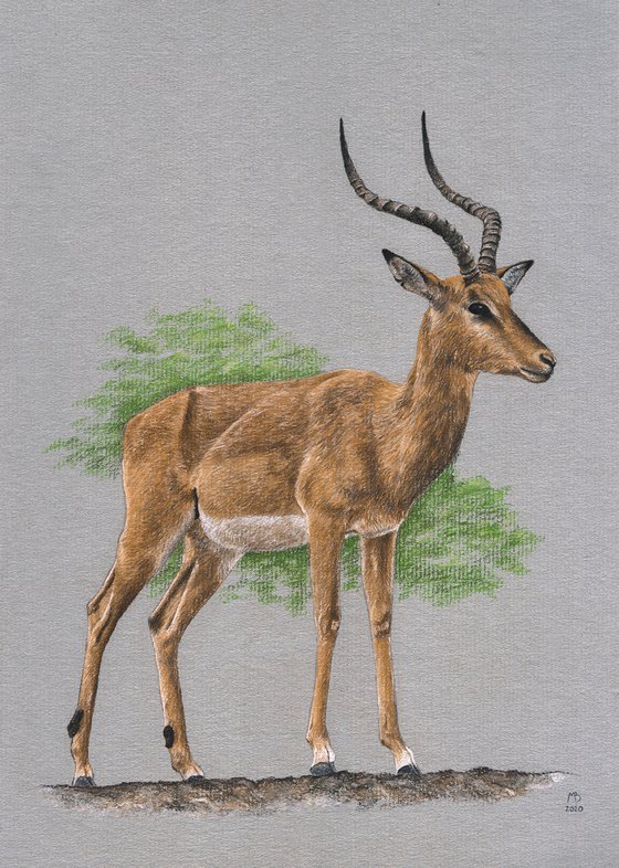 Original pastel drawing "Impala"