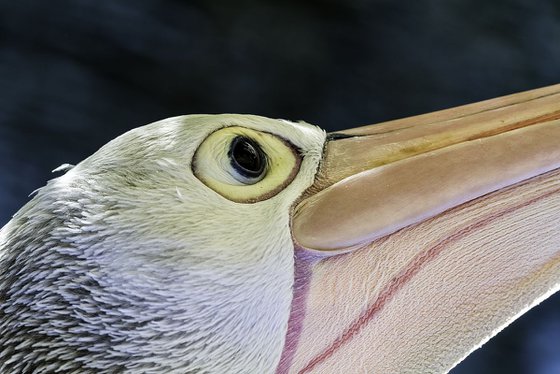 Birds - The pensive pelican          Port Douglas, Queensland, Australia