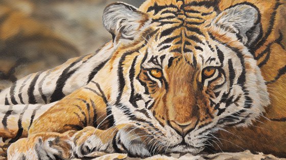Woodland Bengal Tiger