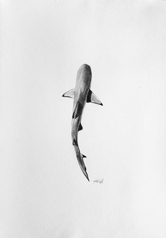 Black tip reef shark