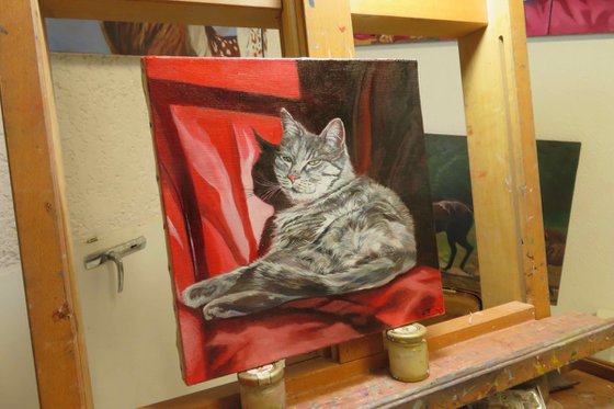 Ghibli sunbathing, Portrait of a Grey Cat