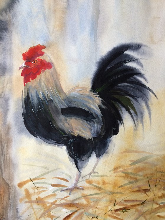 Rooster