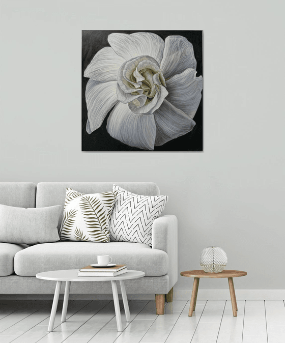 White Camellia Bloom
