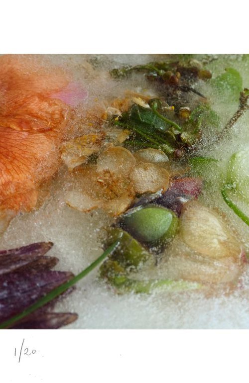 Spring Flowers in Ice by Judith Nicklin