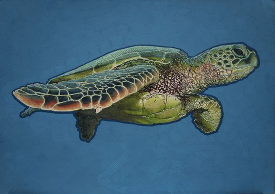 Green Sea Turtle 01 - SOLD