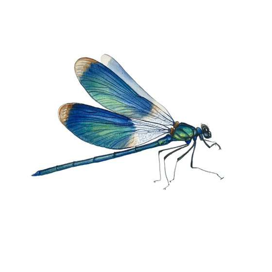 Blue dragonfly. ORIGINAL WATERCOLOUR ARTWORK.